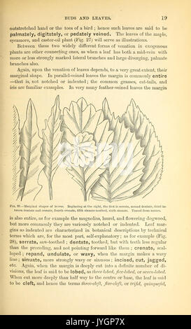 Ein Handbuch der medizinischen Botanik von Nordamerika (Seite 19, Abb. 28) BHL 40152089 Stockfoto
