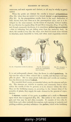 Ein Handbuch der medizinischen Botanik von Nordamerika BHL 40152102 Stockfoto