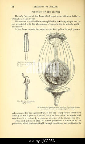 Ein Handbuch der medizinischen Botanik von Nordamerika BHL 40152108 Stockfoto