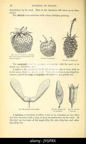 Ein Handbuch der medizinischen Botanik von Nordamerika BHL 40152112 Stockfoto