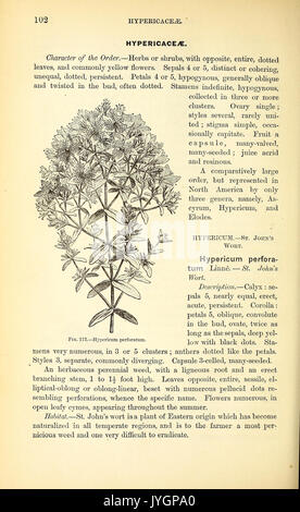 Ein Handbuch der medizinischen Botanik von Nordamerika (Seite 102, Abb. 112) BHL 40152218 Stockfoto