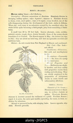 Ein Handbuch der medizinischen Botanik von Nordamerika (Seite 244, Abb. 153) BHL 40152368 Stockfoto