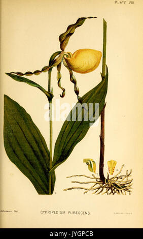 Ein Handbuch der medizinischen Botanik von Nordamerika (Platte VIII) BHL 40152391 Stockfoto