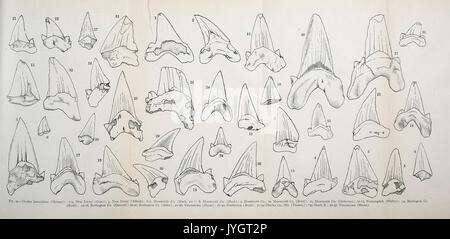 Eine Beschreibung der Fossile Fische bleibt der Kreidezeit, Eozän und Miozän Formationen von New Jersey BHL 41587512 Stockfoto