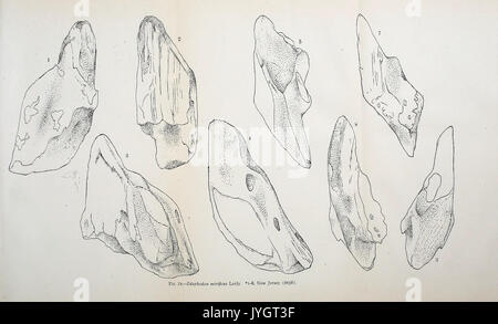 Eine Beschreibung der Fossile Fische bleibt der Kreidezeit, Eozän und Miozän Formationen von New Jersey BHL 41587600 Stockfoto