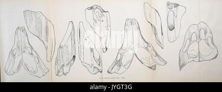 Eine Beschreibung der Fossile Fische bleibt der Kreidezeit, Eozän und Miozän Formationen von New Jersey BHL 41587604 Stockfoto