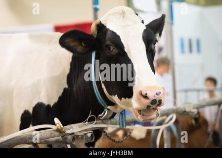 (170819) - Toronto (Kanada), August 19, 2017 (Xinhua) - ein Ontario Milch Kuh ist an der kanadischen nationalen Ausstellung in Toronto, Kanada gesehen, am 12.08.18., 2017. Die Usa eröffnete die 23-jährige North American Free Trade Agreement (NAFTA) Nachverhandlungen Mittwoch mit einer Erklärung, dass es für grössere Änderungen an der Vereinbarung, die Verschiebungen in der Handelsbilanz. Aber, kanadischer Unternehmer hoffen US-Unterhändler empfänglich wird für die Aufrechterhaltung, wenn nicht verbessern, wird der aktuelle Fluss von Waren und der Arbeitnehmer über die Grenze hinweg. Obwohl die kanadischen Milchwirtschaft wurde aus dem ursprünglichen ausgeschlossen Stockfoto