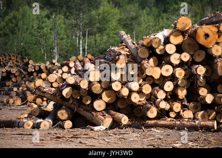 (170819) - Toronto (Kanada), August 19, 2017 (Xinhua) - Protokolle werden an einem schnittholz hersteller von Murray Brüder Lumber Company in Ontario, Kanada angehäuft, am 12.08.16., 2017. Die Usa eröffnete die 23-jährige North American Free Trade Agreement (NAFTA) Nachverhandlungen Mittwoch mit einer Erklärung, dass es für grössere Änderungen an der Vereinbarung, die Verschiebungen in der Handelsbilanz. Aber, kanadischer Unternehmer hoffen US-Unterhändler empfänglich wird für die Aufrechterhaltung, wenn nicht verbessern, wird der aktuelle Fluss von Waren und der Arbeitnehmer über die Grenze hinweg. Fehden über Nadelschnittholz haben eine wiederkehrende teil. Stockfoto