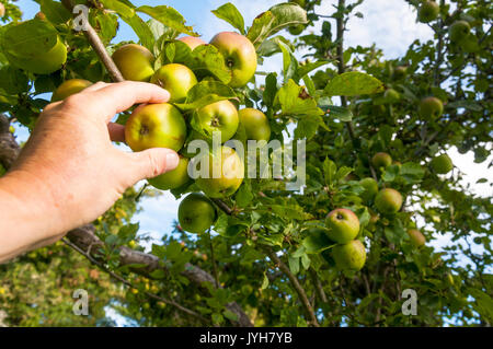 Bath, Somerset, August 2017 20. UK Wetter. Äpfel sind reif und bereit in einem Somerset Orchard abholen. Foto: Richard Wayman Credit: Richard Wayman/Alamy leben Nachrichten Stockfoto