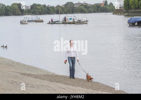 London, Großbritannien. 20 Aug, 2017. UK Wetter. Ein Mann, der seinen Hund an den Ufern der Themse bei Ebbe an einem warmen sonnigen Tag in Putney West London Credit: Amer ghazzal/Alamy leben Nachrichten Stockfoto