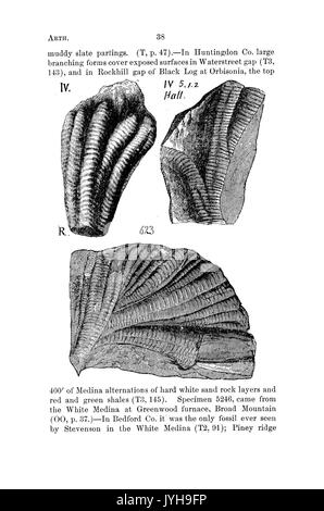 Ein Wörterbuch der Fossilien von Pennsylvania und Nachbarstaaten in die Berichte und Kataloge der Umfrage benannt (Seite 38) BHL 42416909 Stockfoto
