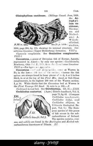 Ein Wörterbuch der Fossilien von Pennsylvania und Nachbarstaaten in die Berichte und Kataloge der Umfrage benannt (Seite 135) BHL 42417006 Stockfoto