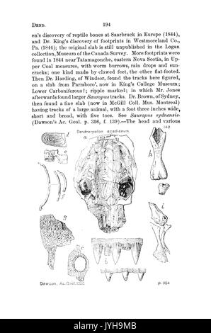 Ein Wörterbuch der Fossilien von Pennsylvania und Nachbarstaaten in die Berichte und Kataloge der Umfrage benannt (Seite 194) BHL 42417065 Stockfoto
