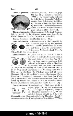 Ein Wörterbuch der Fossilien von Pennsylvania und Nachbarstaaten in die Berichte und Kataloge der Umfrage benannt (Seite 210) BHL 42417081 Stockfoto
