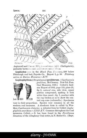 Ein Wörterbuch der Fossilien von Pennsylvania und Nachbarstaaten in die Berichte und Kataloge der Umfrage benannt (Seite 358) BHL 42417229 Stockfoto