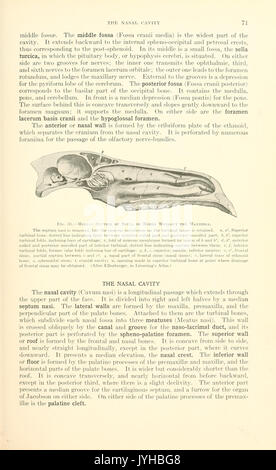 Ein Lehrbuch der tierärztlichen Anatomie (Seite 71) BHL 18587195 Stockfoto