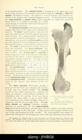 Ein Lehrbuch der tierärztlichen Anatomie (Seite 99) BHL 18587223 Stockfoto