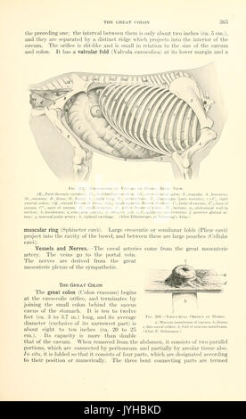 Ein Lehrbuch der tierärztlichen Anatomie (Seite 365) BHL 18587489 Stockfoto