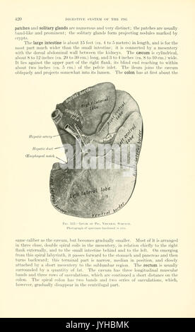 Ein Lehrbuch der tierärztlichen Anatomie (Seite 420) BHL 18587544 Stockfoto