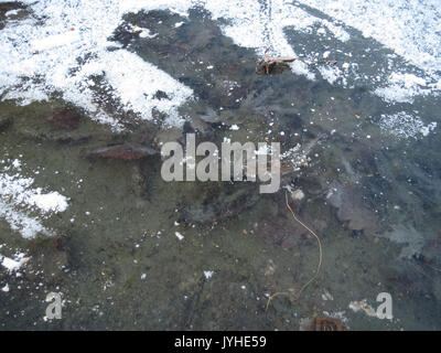 Acer saccharinum, auch bekannt als Silberahorn, ist eine in Nordamerika heimische Baumart. Dieser Eintrag hebt seine Eigenschaften, seinen Lebensraum und seine ökologische Bedeutung hervor. Stockfoto