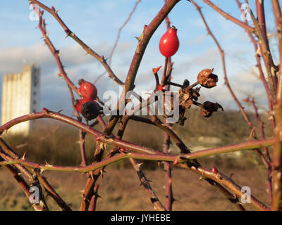 Ein Bild von Rosa canina, allgemein bekannt als die Hunderose, eine Art von wilden Rosen, die in Europa, Asien und Nordafrika gefunden wird und für ihre medizinische Verwendung und ihre charakteristischen rosa Blüten bekannt ist. Stockfoto