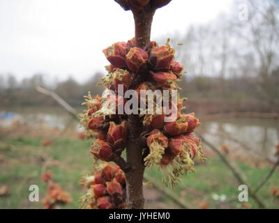 Acer saccharinum, auch bekannt als Silberahorn, ist ein in Nordamerika heimischer Laubbaum. Er ist bekannt für sein schnelles Wachstum und seine charakteristischen silbergrünen Blätter, die oft in der Nähe von Flüssen und Bächen zu finden sind. Stockfoto
