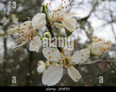 20160228 Prunus cerasifera 4 Stockfoto