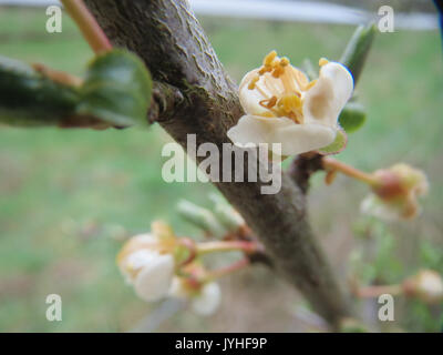 20160305 Prunus cerasifera 7 Stockfoto