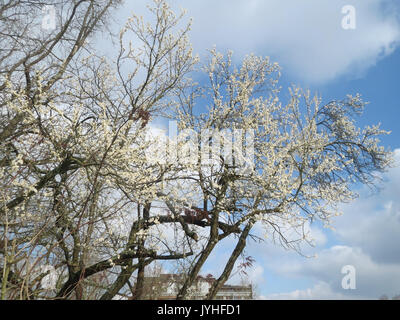 20160308 Prunus cerasifera 2 Stockfoto
