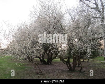 20160309 Prunus cerasifera 1. Stockfoto