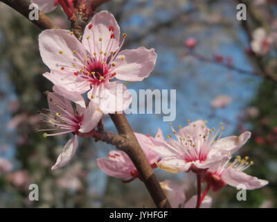 20160312 Prunus cerasifera, 07. Stockfoto