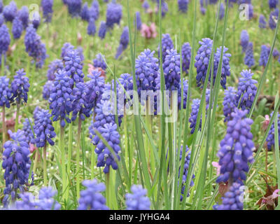 Ein Bild von Muscari armeniacum, einer blühenden Pflanze, die auch als Traubenhyazinthe bekannt ist und ihre charakteristischen blauen Blüten zeigt. Stockfoto