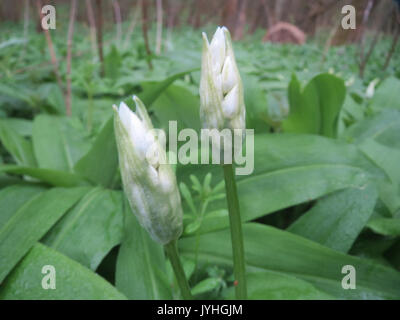 *Allium ursinum*, allgemein bekannt als Wildknoblauch oder Rampen, ist eine mehrjährige Pflanze, die in gemäßigten Regionen vorkommt. Es ist weithin bekannt für seine essbaren Blätter und sein unverwechselbares Aroma, das häufig in der Kochen- und Kräutermedizin verwendet wird. Stockfoto