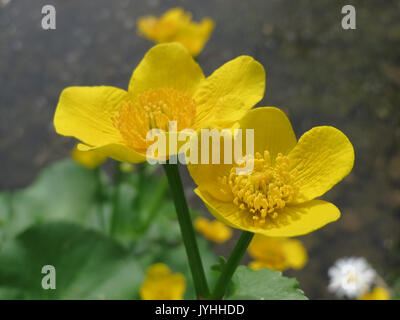 Caltha palustris, allgemein bekannt als Sumpfbarsche, wurde am 22. April 2016 in Blüte beobachtet. Diese Pflanze kommt in Feuchtgebieten vor und ist für ihre hellgelben Blüten im Frühjahr bekannt. Stockfoto