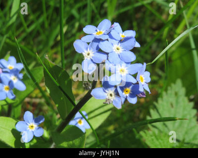 20160505 Myosotis sylvatica Sorten 3. Stockfoto