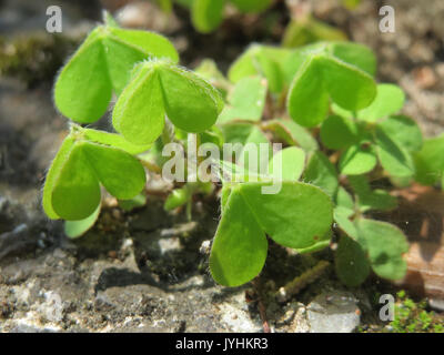 Eine Fotografie von Oxalis corniculata, allgemein bekannt als der kriechende Sauerampfer, eine Pflanzenart, die in verschiedenen Regionen gefunden wird und für ihre kleeähnlichen Blätter und kleinen gelben Blüten bekannt ist. Stockfoto