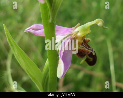 20160610 Ophrys apifera 5 Stockfoto