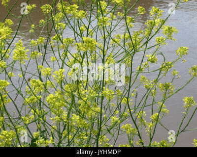 20160618 Brassica nigra 2 Stockfoto