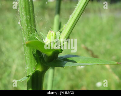 20160620 Cichorium intybus 3 Stockfoto