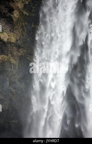 Detail mit Möwe am Wasserfall Skogafoss, Skogar, Gardabaer, Capital Region, Island, Europa Stockfoto