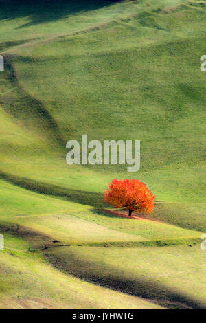 Einsame Kirschbaum mit herbstlichen Blätter. Santa Maddalena, Funes, Bozen, Trentino Alto Adige, Südtirol, Italien, Europa. Stockfoto