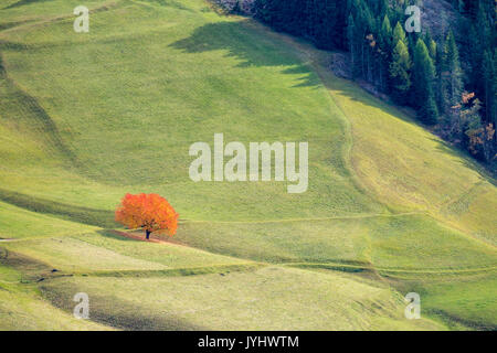 Einsame Kirschbaum mit herbstlichen Blätter. Santa Maddalena, Funes, Bozen, Trentino Alto Adige, Südtirol, Italien, Europa. Stockfoto