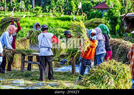 Indonésie. Bali. Région de l Est, Amed. Paysans travaillant à la recolte du Blé // Indonesien. Bali. Region Ost, Amed. Bauer Gruppe am har arbeiten Stockfoto