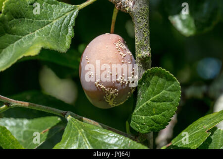 Reif Victoria Pflaume auf Baum, angesteckt mit Braunfäule Pilzkrankheit. Stockfoto