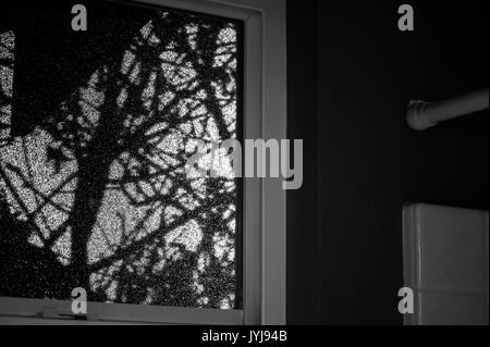 Badezimmer Fenster frosted mit Schattenrissen von Baumästen und Dusche Stockfoto