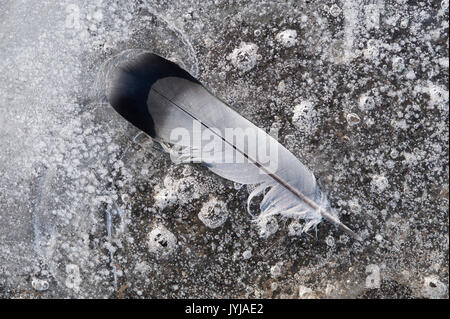 Gefrorene Pfützen mit gefrorenen Blättern unter dem Eisschild, die Muster und abstrakte Bilder bilden, mit Feder auf Eis. Stockfoto