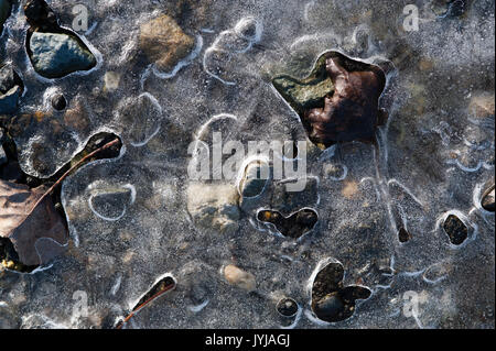 Gefrorene Pfützen mit Blätter unter Eisdecke, Muster und abstrakte Bilder eingefroren Stockfoto