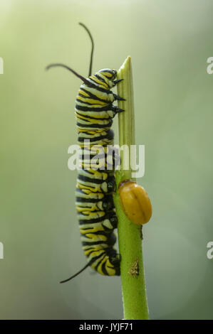 Monarch butterfly Caterpillar oder Larven Seidenpflanzen essen Stammzellen Stockfoto