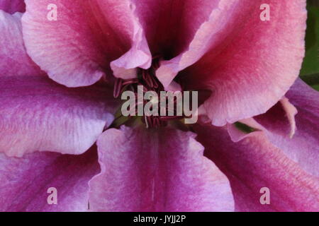 Clematis Pink Flower Center detail Stockfoto