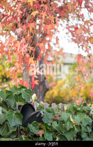 Sie haben Post! Herbst Herbst Blätter in einer Nachbarschaft, in der Nähe einer Mailbox Stockfoto